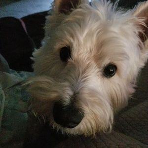 Meet your Posher, Josie